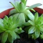 Gardenia oferă asistență medicală, udare și reproducere