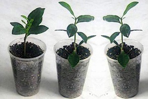 Gardenia jasminoides az otthoni termesztés, gondoskodás, változás, levelek sárgulnak és feketére