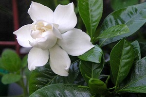 Gardenia jasminoides az otthoni termesztés, gondoskodás, változás, levelek sárgulnak és feketére