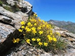Heliantemum (floarea-soarelui) - plantare și îngrijire, o descriere a floarei, o zi de vară
