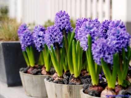 Hyacinthus orientalis - plantele mele de interior