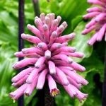 Hyacinthus orientalis - plantele mele de interior