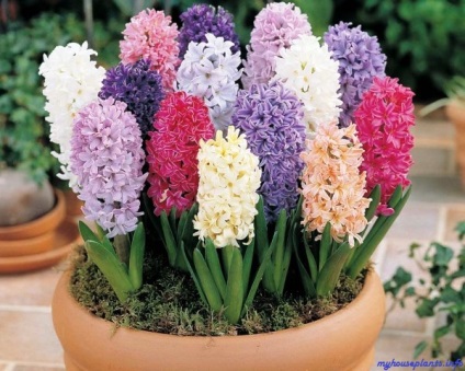 Hyacinthus orientalis - plantele mele de interior