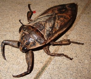 Giant apă de apă bug metru, gladysh, caracteristicile lor și fotografii