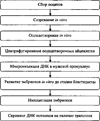 állati GMI