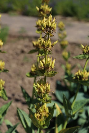 Gentian proprietăți medicinale și cultivarea