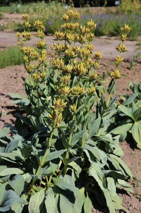 Gentian proprietăți medicinale și cultivarea