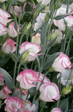 Mountain Rose (Lizianthus) Cultivarea și îngrijirea