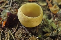 Ciuperci din Bashkiria (39 fotografii), specii otravitoare, necomestibile, descrierea aspectului, locul de colectare
