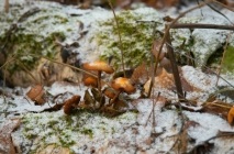 Ciuperci din Bashkiria (39 fotografii), specii otravitoare, necomestibile, descrierea aspectului, locul de colectare