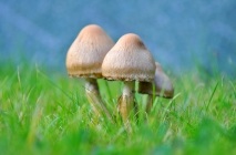 Ciuperci din Bashkiria (39 fotografii), specii otrăvitoare necomestibile, descriere a aspectului, punct de colectare (fotografie) Ciuperci din Bashkiria (39 fotografii), specii otravitoare, necomestibile, descrierea aspectului, locul de colectare