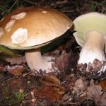 Gombák Baskíria (54 fotók) nem ehető, mérgező, ehető, leírás, ahol