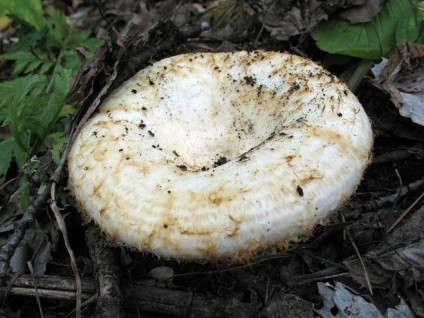 Ciuperci din Bashkiria (54 fotografii) inedible, otravitoare, comestibile, descriere, unde cresc