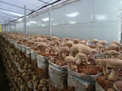 Shiitake ciuperci fotografie, proprietăți medicinale, comentarii, cum să gătească, să crească acasă, în cazul în care