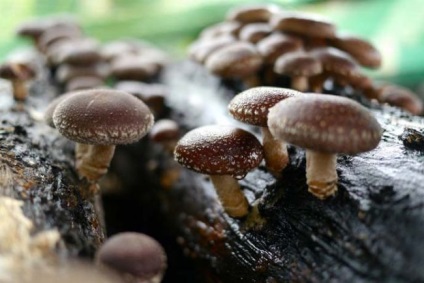 Shiitake ciuperci fotografie, proprietăți medicinale, comentarii, cum să gătească, să crească acasă, în cazul în care