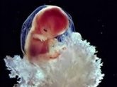 Embrionare embrion în ce zi se întâmplă