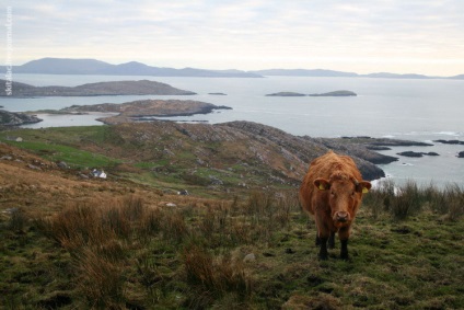 Irlanda (puțin despre bere, vaci și acolo unde nu este necesar să mergem pentru noul an)