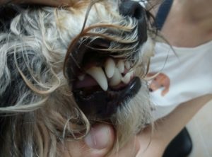 Corectarea ocluziunii la câini - Centrul Veterinar al Doctorului de Bază