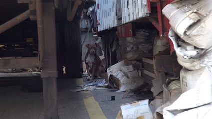 Povestea salvării a doi câini care au trăit în spatele unui camion,