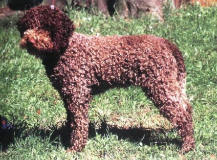 Câine de apă italiană (lagotto romagnolo)