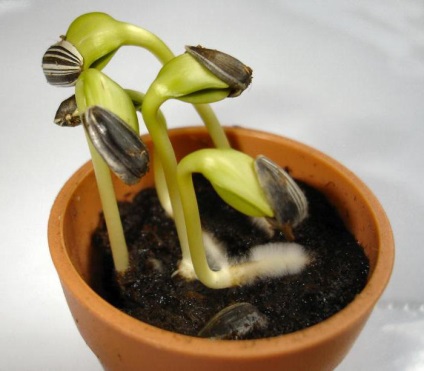Care este germenul seminței unei plante, este structura embrionului de semințe
