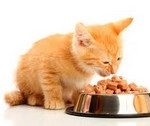 Alimentație de calitate pentru o pisică - despre medicina veterinară - articole - ajutați animalele aflate în dificultate,