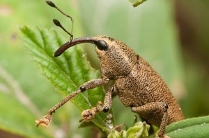 Cum să ne ocupăm de weevil pe plantele magice de căpșuni