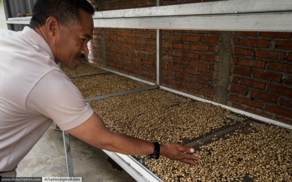 Cum să faci cea mai scumpă cafea din lume, știri de fotografie