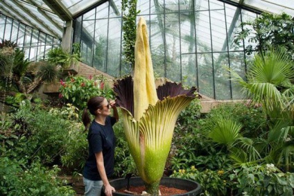 Hogyan lehet eljutni a Kew Gardens leírás és képek