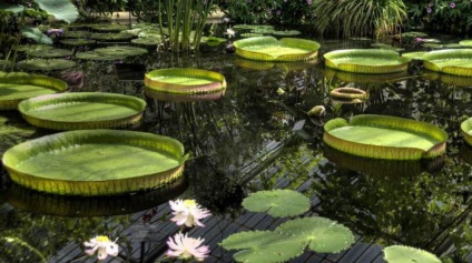 Cum se ajunge la descrierea și fotografiile lui Kew Gardens