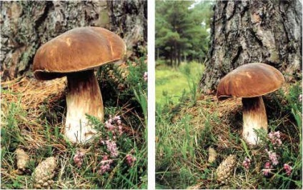 Cum să fotografiezi natura - împușcând ciuperci și licheni, o călătorie prin Karelia