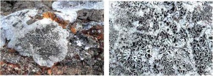 Cum să fotografiezi natura - împușcând ciuperci și licheni, o călătorie prin Karelia