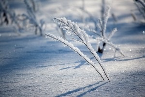 Cum să fotografiați în timpul iernii (zăpadă, îngheț, ceață), fotograf amator - doar articole din fotografie!