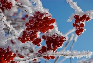 Cum să fotografiați în timpul iernii (zăpadă, îngheț, ceață), fotograf amator - doar articole din fotografie!