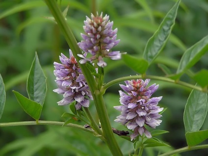 Ce plante medicinale ajută la psoriazis