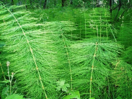 Ce plante medicinale ajută la psoriazis