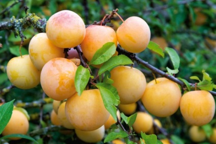 Ce varietăți de prune galbene sunt cele mai potrivite pentru a da