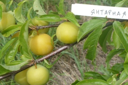 Ce varietăți de prune galbene sunt cele mai potrivite pentru a da