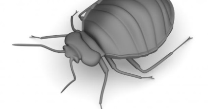Cum sa scapi de patci de pui intr-un mod eficient de apartament (apartamentul a primit bug-uri) Cum să scapi de patogeni într-un mod eficient de apartament