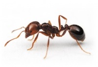 Cum să scapi de furnici în casă