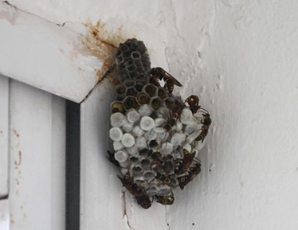 Cum sa scapi de viespi pe balcon, cum sa conduci efectiv insectele din cuibul Foto