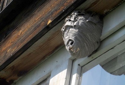 Cum sa scapi de viespi pe balcon, cum sa conduci efectiv insectele din cuibul Foto