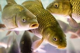 Cum se poate determina prospețimea peștilor prin culoarea branhiilor