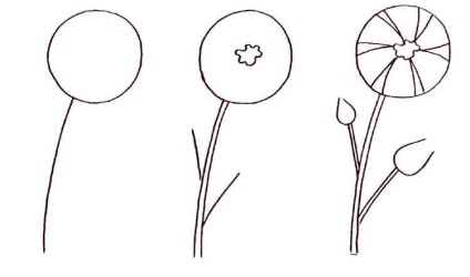Cum de a desena o floarea-soarelui în creion pas cu pas