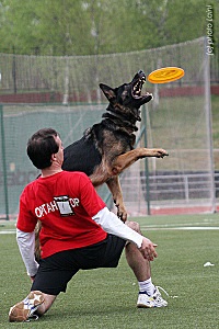 Cum să înveți un câine să joace în Frisbee