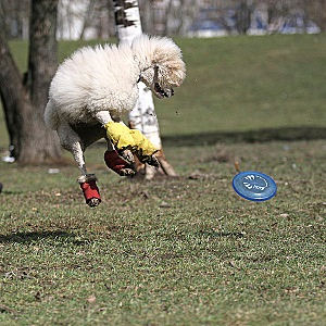 Cum să înveți un câine să joace în Frisbee