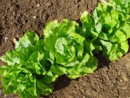 Cum să semeni în mod corespunzător o salată pentru a obține o recoltă bună