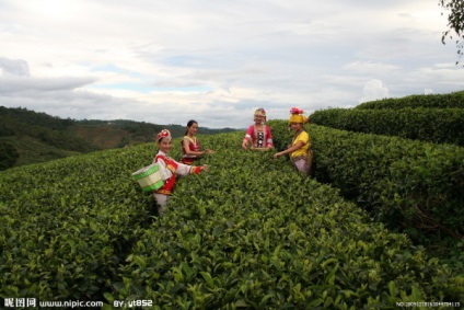 Hogyan sört tea Puer Kínáról
