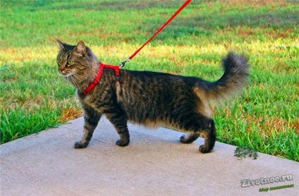 Hogyan kell tanítani a macskát sétálni pórázon az utcán