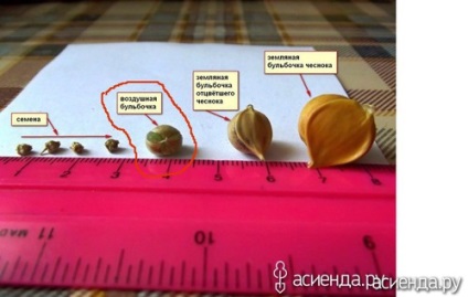 Cum să verificați calitatea bulbilor de usturoi ca o sămânță
